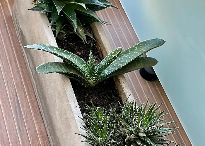 Roma Recoleta Design