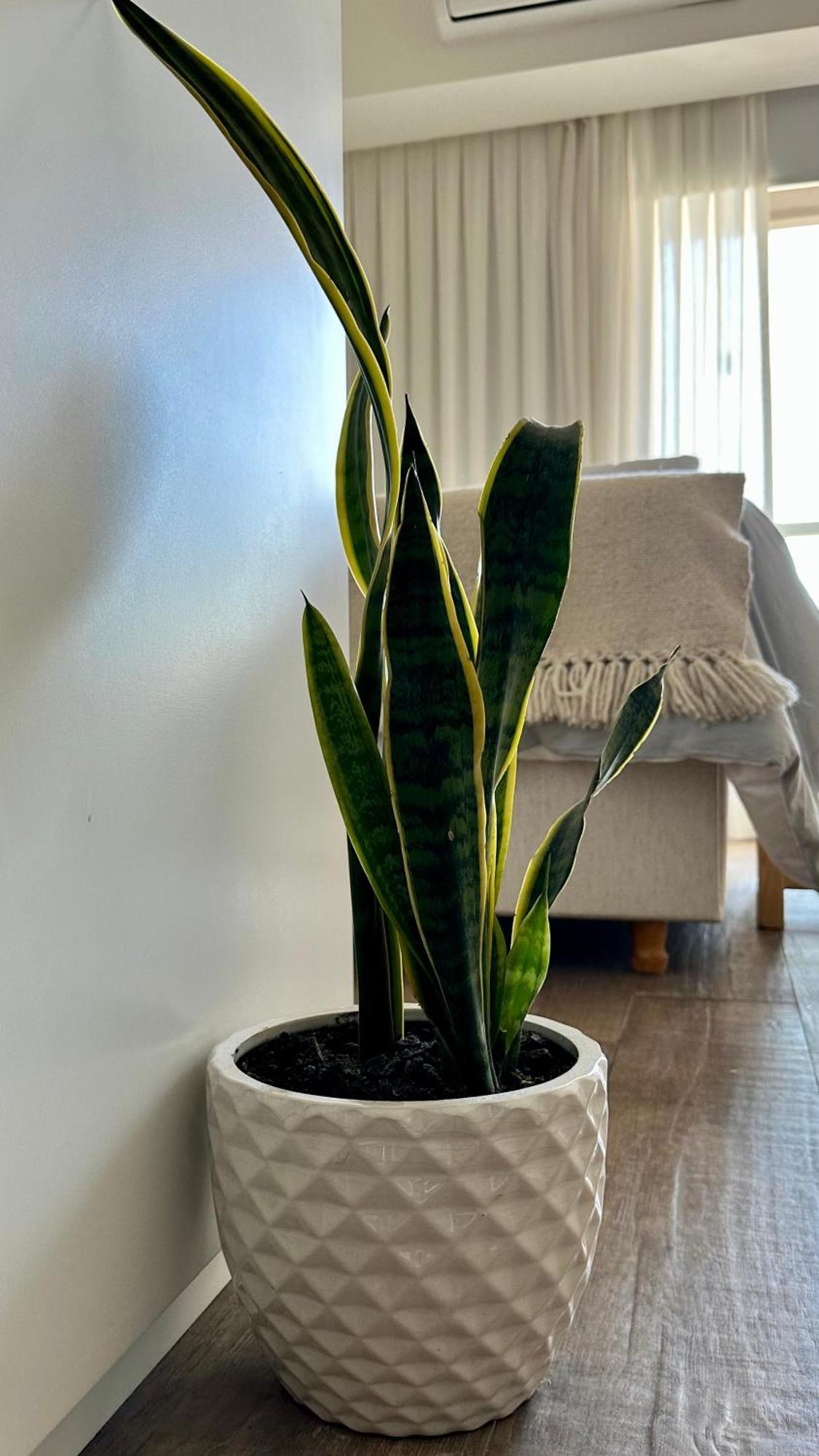 Roma Recoleta Design Apartment *